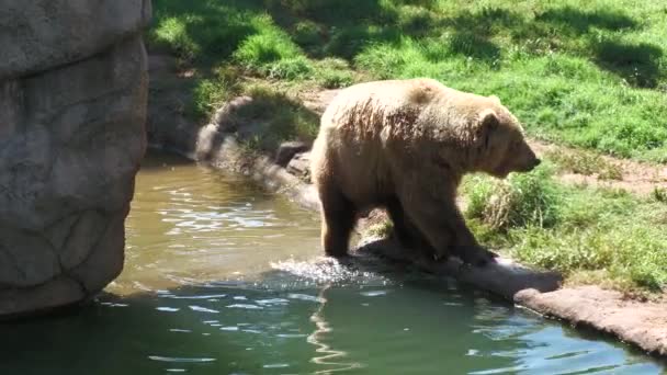 Kamerafahrt Eines Grizzlybären Der Wasser Watet Und Den Bach Entlanggeht — Stockvideo