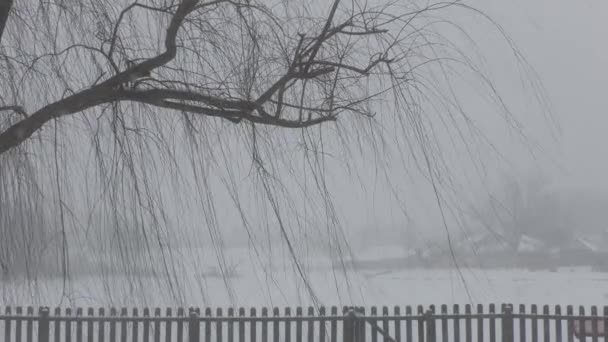 Snö Faller Den Bladlösa Grenen Ett Pilträd Stadig Skott — Stockvideo