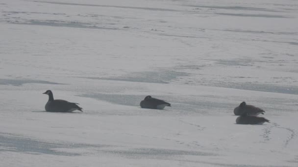 Cuatro Patos Tendidos Lago Congelado Invierno — Vídeos de Stock