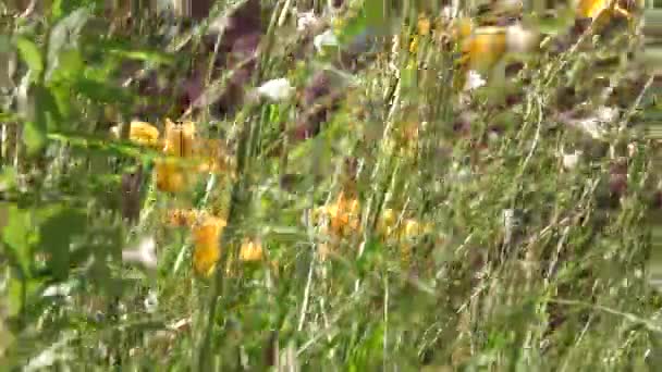 Ψηλή Χλόη Και Κίτρινα Λουλούδια Λικνίζονται Άγρια Στο Χωράφι — Αρχείο Βίντεο