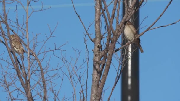 Chiudere Ritagliato Colpo Costante Due Uccelli Appollaiati Albero Senza Foglie — Video Stock