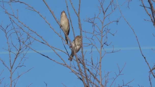 Médio Close Tiro Dois Pássaros Empoleirados Nos Ramos Uma Árvore — Vídeo de Stock