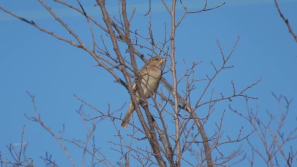 Medium Närbild Liten Fågel Placerad Ett Lövlöst Litet Träd — Stockvideo