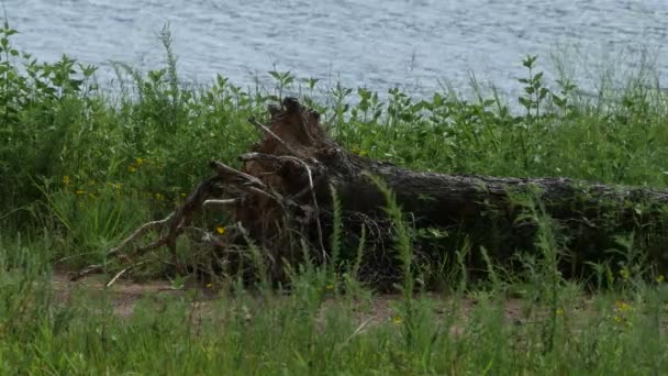 Büsche Und Grünes Gras Flattern Wind Mit Einem Entwurzelten Baumstamm — Stockvideo