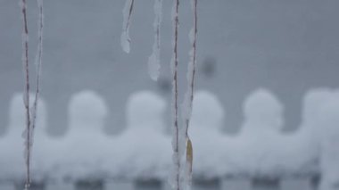 Karla kaplı söğüt dallarının yaklaşması rüzgarda sallanıyor, arka planda hafif kar yağıyor.