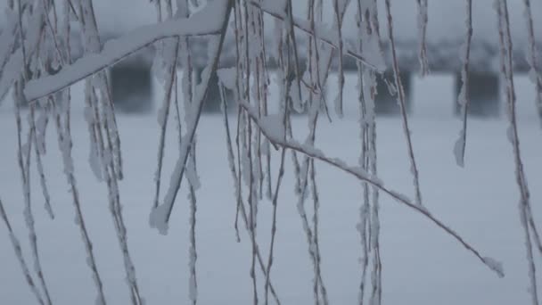 Snö Täckta Kvistar Ett Pilträd Svajande Vinden Med Lätt Snö — Stockvideo