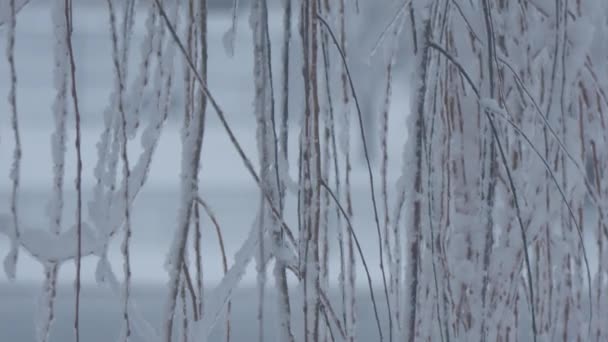 Närbild Pilkvistar Täckta Med Snö Svänger Försiktigt Brisen — Stockvideo