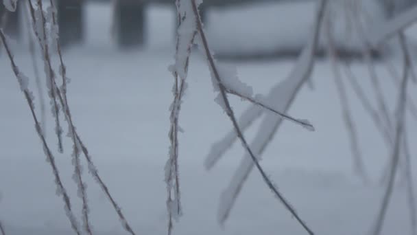 Kvistar Ett Pilträd Täckt Med Snö Med Lätt Snö Faller — Stockvideo