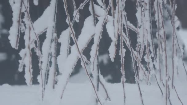 Detailní Záběr Zasněžených Větviček Vrby Lehkým Sněhem Padajícím Pozadí — Stock video