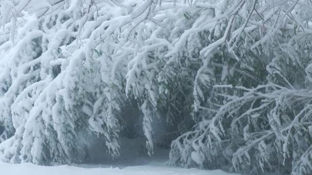 雪花落在竹子上 被冰雪的重压弯了腰 — 图库视频影像