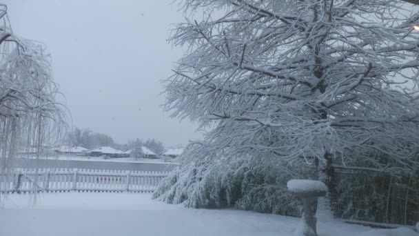 Snö Lätt Faller Över Inhägnad Gård Med Ett Tallar Och — Stockvideo