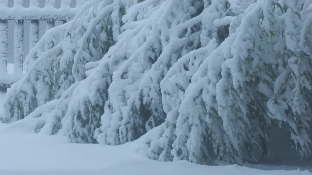 密密麻麻的竹子 上面覆盖着冰雪 下着雪 — 图库视频影像