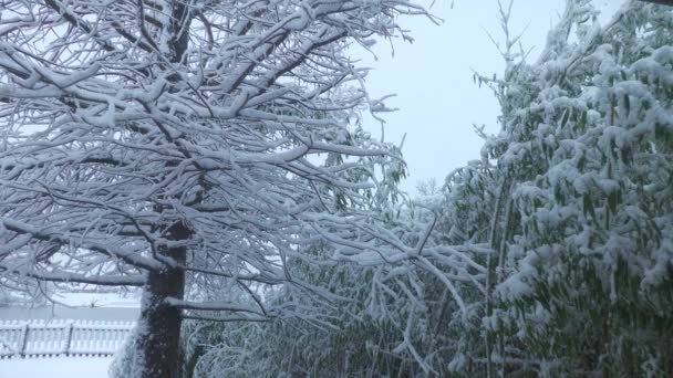 Ostříhaný Stálý Záběr Borovic Bambusových Rostlin Pokrytý Sněhem Ledem Zimě — Stock video