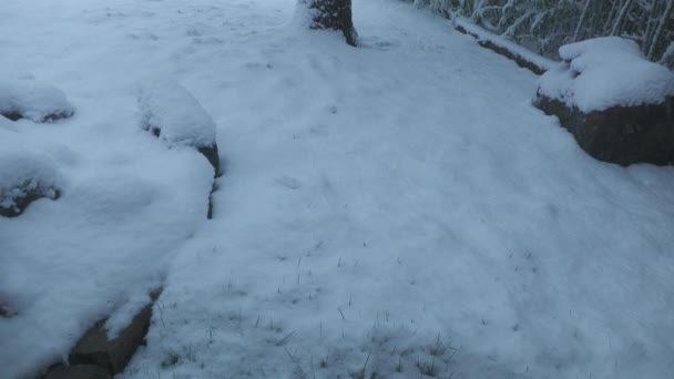 地面上覆盖着新下的雪 还下着小雪 — 图库视频影像
