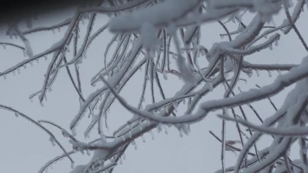 摇曳着覆盖着冰雪的松树枝条 前景暗淡 — 图库视频影像