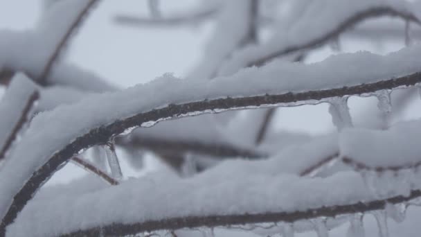 Yaklaş Kar Buzla Kaplı Dalların Kamerasıyla Çekilmiş Görüntüsü — Stok video