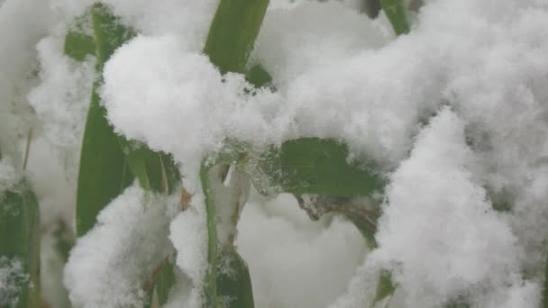 Klumpar Nyfallen Snö Som Täcker Toppen Bambuväxter — Stockvideo