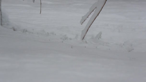 连根拔起的松树枝条 覆盖着积雪 挂在地上 — 图库视频影像
