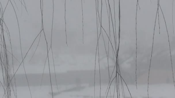 Willow Kvistar Svajande Vinden Med Snö Faller Och Silhuett Man — Stockvideo