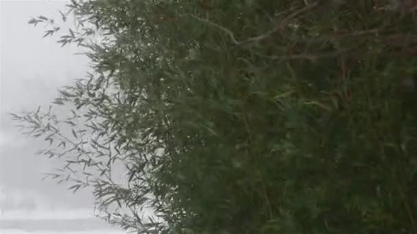 Bambu Löv Svajande Vilt Vinden Med Snö Börjar Falla — Stockvideo