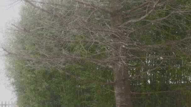 被雪刮倒的松树的剪影 — 图库视频影像
