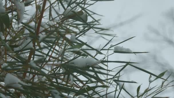 Средний Широкий Выстрел Бамбуковых Листьев Начинает Изгибаться Весом Падающего Снега — стоковое видео