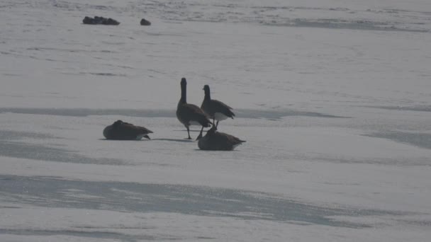 冬天的时候 鹅在冰封的湖面上散步和躺着 — 图库视频影像
