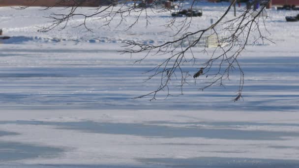 无叶的树枝在微风中轻柔地摇曳在结冰的湖上 — 图库视频影像
