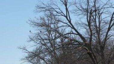 Kışın rüzgarda sallanan yapraksız bir ağacın durgun görüntüsü. 