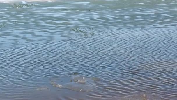 Bevroren Meer Dat Smelt Met Ijsblokjes Die Het Water Drijven — Stockvideo