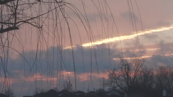 Acercamiento Hermosas Nubes Del Amanecer Los Cielos Con Ramas Sauce — Vídeos de Stock