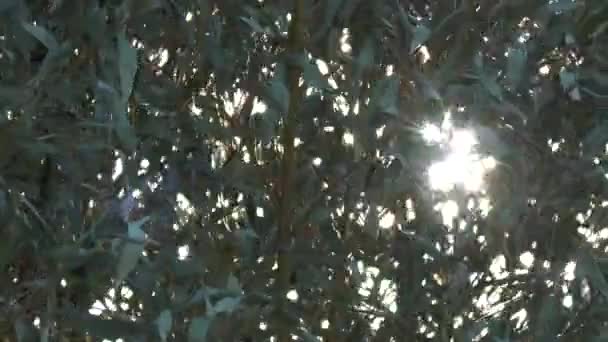 Faixas Fluxo Luz Solar Através Das Folhas Bambu Murchas Uma — Vídeo de Stock