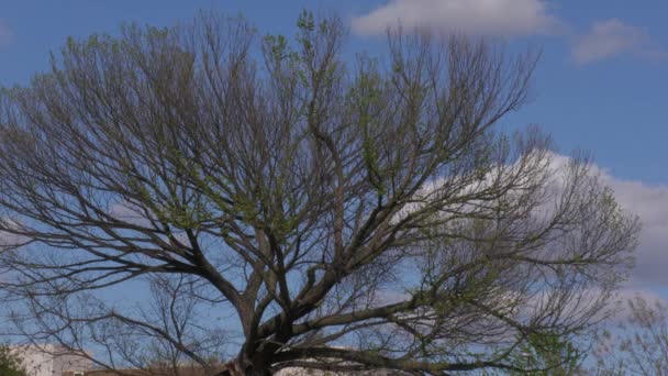 在微风中轻轻摇曳的榆树的宽阔而平稳的枝条 — 图库视频影像