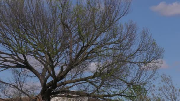 迎面而来的榆树在微风中摇曳着 — 图库视频影像