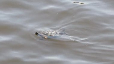 Küçük kaplumbağa bir gölün kahverengi sularında yüzüyor.