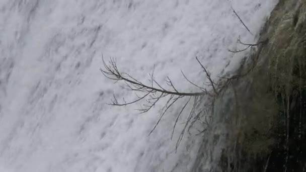 Bezlistna Gałązka Drzewa Wystająca Wodą Płynącą Kaskadą Dół Wodospadu — Wideo stockowe