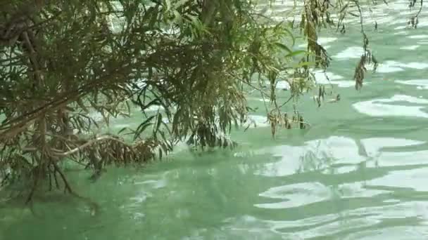 Ondas Agua Que Fluyen Con Una Gran Rama Árbol Colgando — Vídeo de stock