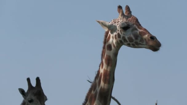 Gros Plan Des Têtes Une Mère Bébé Girafe Qui Grignotent — Video