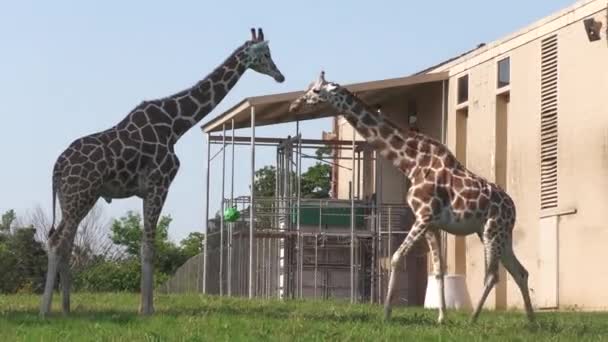 Deux Girafes Adultes Marchant Extérieur Une Structure — Video