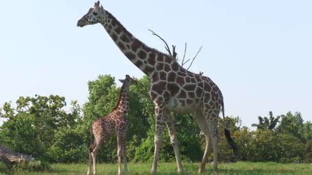 Baby Giraffe Cuddling Its Mother Grassy Field — Stock Video