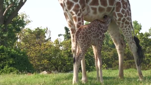 Una Jirafa Bebé Chupa Leche Jirafa Madre Cerca — Vídeos de Stock