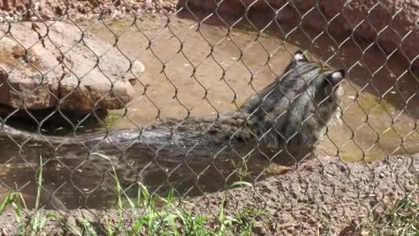 Temiz Sularda Çitlerle Çevrili Bir Havuzda Yüzen Bir Balıkçı Kedinin — Stok video