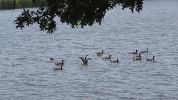 Enten Schwimmen Reihen Einem See — Stockvideo