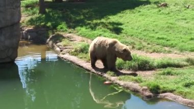 El bilgisayarı, havuz boyunca yürüyen bir boz ayının çimenli bölgeye doğru olan görüntüsünü takip et.