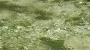 Yakın çekim, bir yeraltı kaynağından gelen tatlı su kabarcıkları.