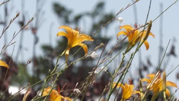Sárga Nappali Liliom Virágok Ringatóznak Szélben Egyenletes Lövés — Stock videók