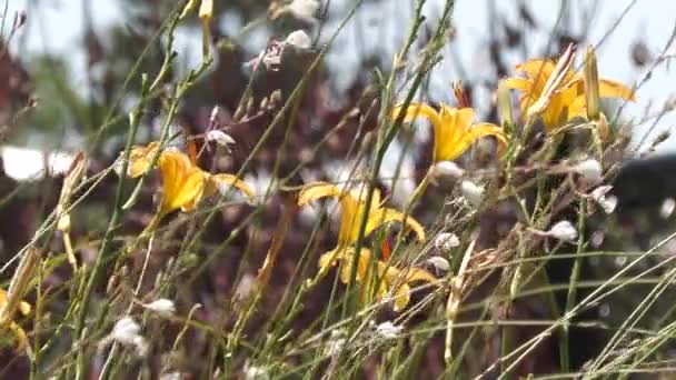 Medium Bred Stadig Skott Gula Daglilja Blommor Med Bokeh Bakgrunden — Stockvideo