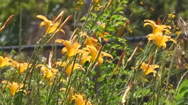 Ramo Flores Amarillas Divinas Balanceándose Brisa Disparo Constante — Vídeos de Stock