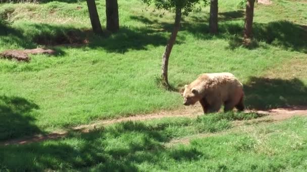 Nagy Grizzly Medve Sétál Úton Egy Füves Területen — Stock videók