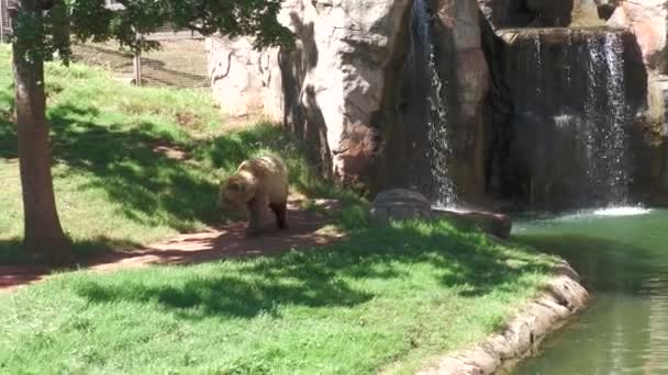 Grizzlybär Läuft Einem Wasserfall Davon — Stockvideo